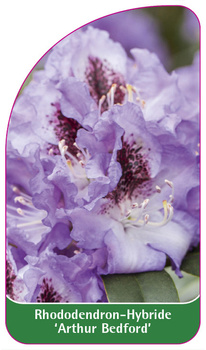 Rhododendron-Hybride 'Arthur Bedford'