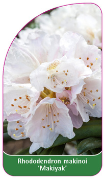 Rhododendron makinoi 'Makiyak'
