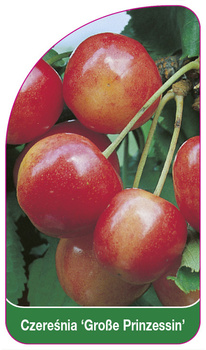 Czereśnia 'Große Prinzessin'