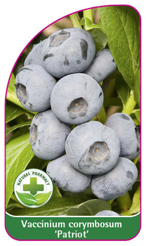 Vaccinium corymbosum 'Patriot'