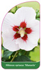 Hibiscus syriacus 'Manuela'