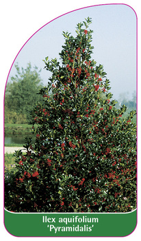 Ilex aquifolium 'Pyramidalis'
