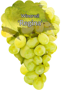 Regina vine