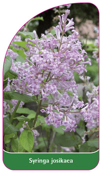 Syringa josikaea