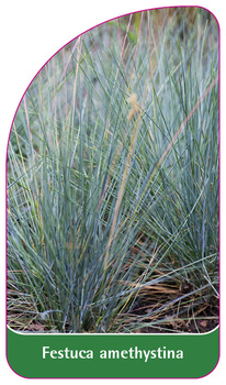 Festuca amethystina