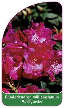 Rhododendron williamsianum 'Aprilglocke'