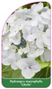Hydrangea macrophylla 'Libelle'
