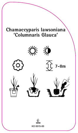 Chamaecyparis Iawsoniana 'Columnaris Glauca'