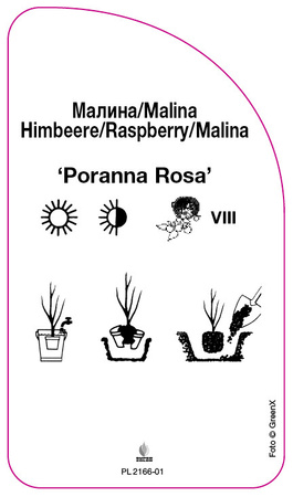 Malina zolta 'Poranna Rosa'