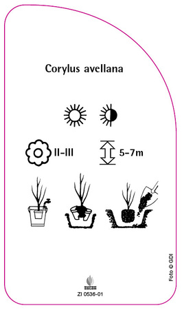 Corylus avellana