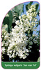 Syringa vulgaris 'Jan van Tol'