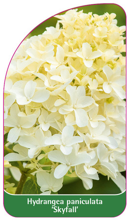 Hydrangea paniculata 'Skyfall'