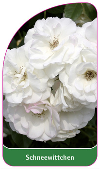Schneewittchen