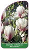 Magnolia soulangeana 'Alexandrina'