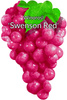 Winorośl Swenson Red