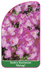 Azalea kiusianum 'Maiogi'