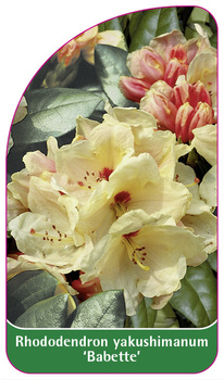 Rhododendron yakushimanum 'Babette'