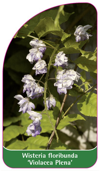 Wisteria floribunda 'Violeacea Plena'