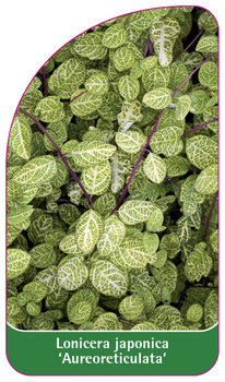 Lonicera japonica 'Aureoreticulata'