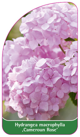 Hydrangea macrophylla 'Cameroun Rose'