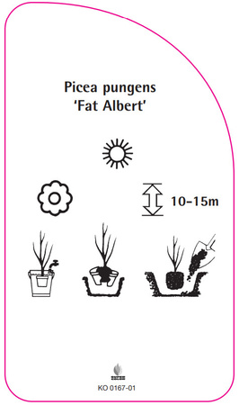 Picea pungens 'Fat Albert'