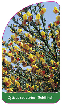 Cytisus scoparius "Goldfinch