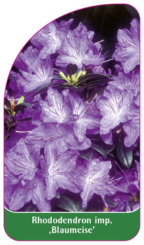 Rhododendron impeditum 'Blaumeise'