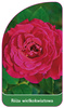 Róza wielkokwiatowa Nr. 234