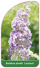 Buddleia davidii 'Lochinch'