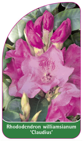 Rhododendron williamsianum 'Claudius'