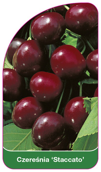 Třešně 'Staccato'