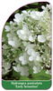 Hydrangea paniculata 'Early Sensation'