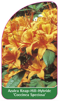 Azalea Knap-Hill-Hybride 'Coccinea Speciosa'