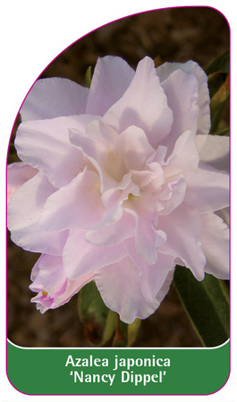 Azalea japonica 'Nancy Dippel'