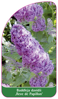 Buddleja davidii 'Reve de Papillon'