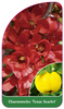 Chaenomeles 'Texas Scarlet'