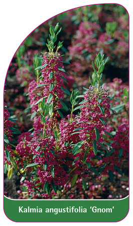 Kalmia angustifolia 'Gnom'