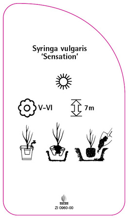 Syringa vulgaris 'Sensation'
