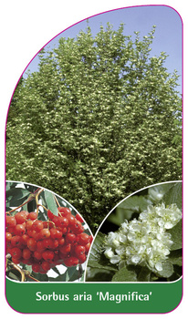 Sorbus aria 'Magnifica'