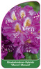 Rhododendron-Hybride 'Marcel Menard'