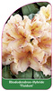 Rhododendron-Hybride 'Fluidum'