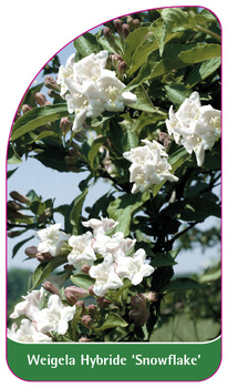 Weigela Hybride 'Snowflake'