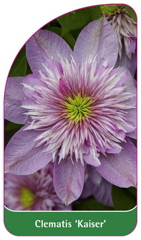 Clematis 'Kaiser'
