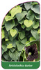 Aristolochia durior