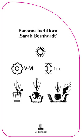 Paeonia lactiflora ,Sarah Bernhardt'