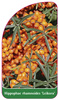 Hippophae rhamnoides 'Leikora'