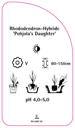 Rhododendron-Hybride 'Pohjola's Daughter'