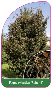 Fagus sylvatica 'Rohanii'