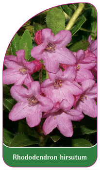 Rhododendron hirsutum