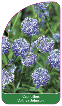Ceanothus 'Arthur Johnson'